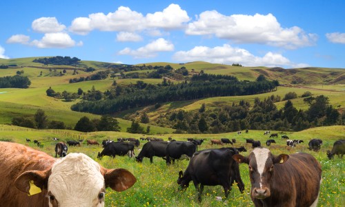 Livestock Monitoring